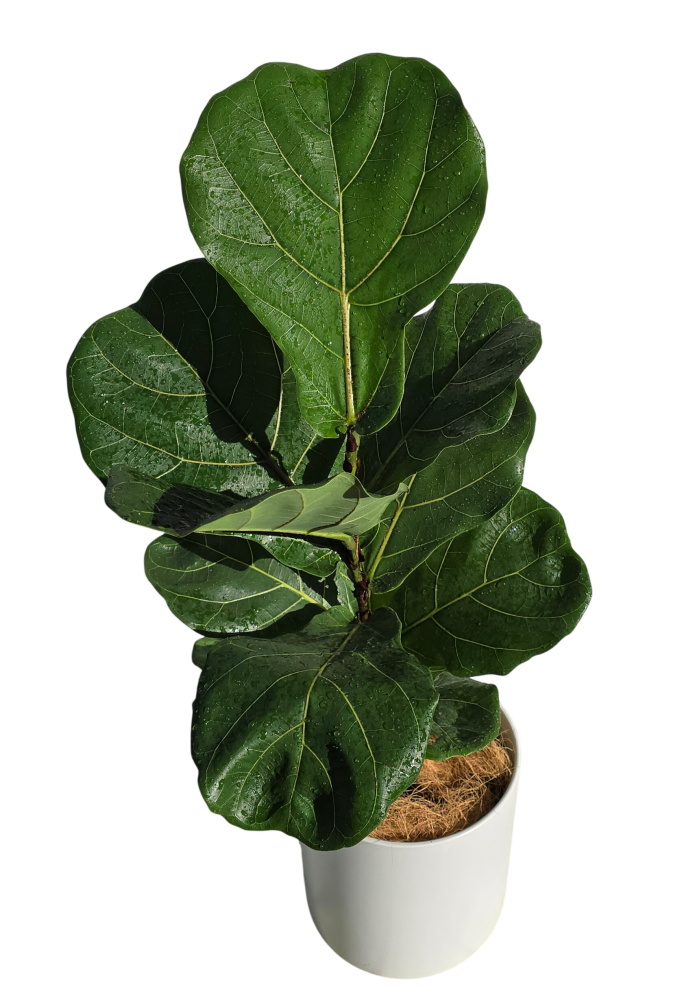 Fiddle Fig indoor plant (Ficus Lyrata) | Indoor plants | Caloundra florist
