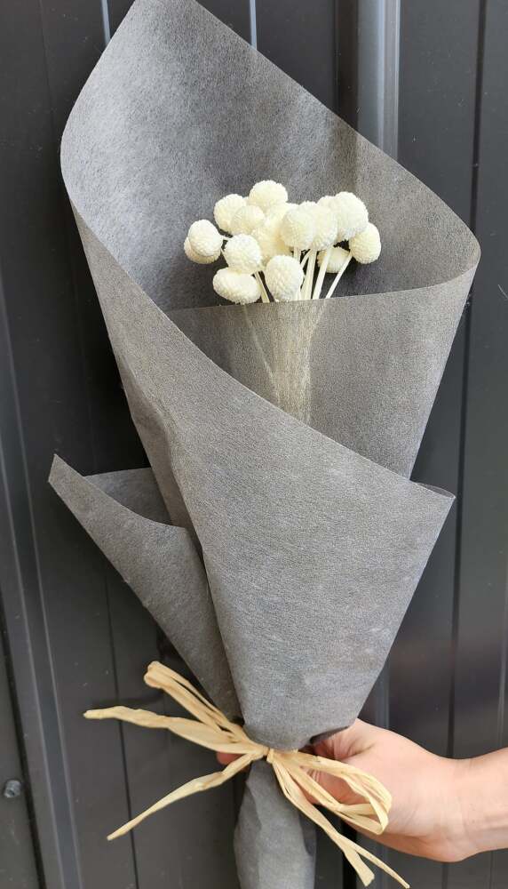 Preserved Dried Billy Button Bunch 20 Stems | Sunshine Coast Florist